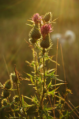 Wiesenblumen im Sonnenlicht, Distel