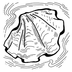 Sea shell natural beauty from ocean beach treasure collection. Summer time vacation mood. Aquarium exotic tropical decoration. Hand drawn illustration. Line drawing.