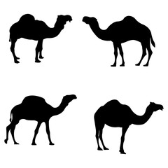 Camel Silhouette on white background