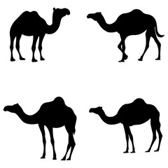 Camel Silhouette on white background
