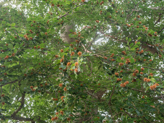 An mehreren Ästen der Rotbuche (Fagus sylvatica) hängen Bucheckern in ihren braunen Fruchtbechern.