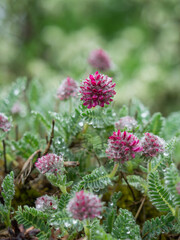 Purpur blühende Pflanzen des Berg-Wundklees (Anthyllis montana). Fotografiert mit Morgentau.
