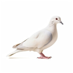 Obraz premium Ethereal Elegance: A White Pigeon's Tranquil Poise,pigeon isolated on white background