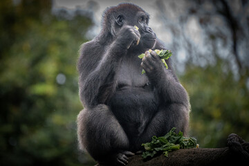 Silverback Gorilla at Atlanta Zoo