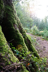 Fototapeta na wymiar Alter Baum mit Moos im Schwarzwald