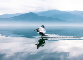 pelican in flight over the water