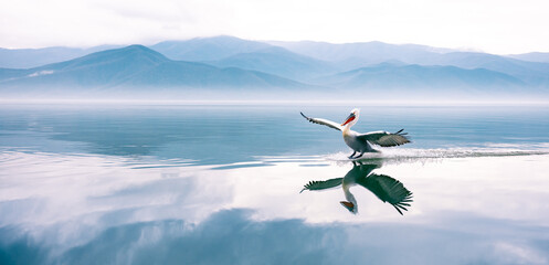 pelican in flight over the water