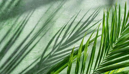 elegant pale green summer background tropical palm foliage shade silhouette on textured wall sustainable design template with sun light shadows