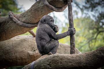 Young Silverback Gorilla at Atlanta Zoo
