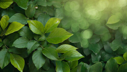 Fototapeta na wymiar dark green leaves in the park background image panorama