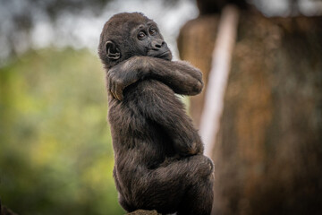 Young Silverback Gorilla at Atlanta Zoo