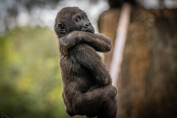 Obraz premium Young Silverback Gorilla at Atlanta Zoo