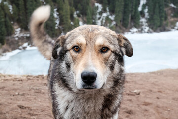 portrait of a dog looking straight in camera near frozen lake and forest