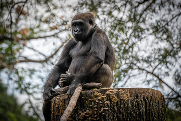 Silverback Gorilla at Atlanta Zoo
