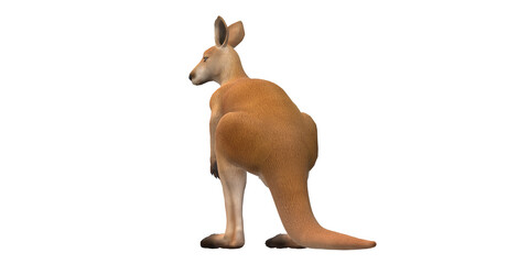 Kangaroo isolated on a Transparent Background