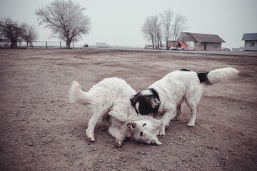 white dogs playing 