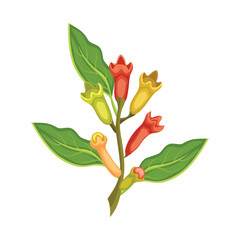 Vector illustration fresh and dried clove in flat style design with green leaves. Cartoon spices Syzygium aromaticum for herb and ingredients. Healthy agriculture product for icon or label.