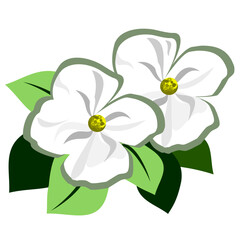 white flower with leaves