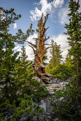 Bristlecone Pine Tree at Great Basin National Park
