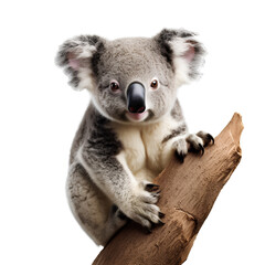 koala on a branch on a transparent background PNG for easy decorating your projects.