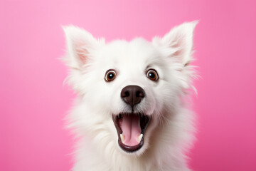 surprised white dog on a solid pink background