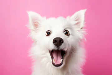 Rolgordijnen surprised white dog on a solid pink background © Наталья Лазарева