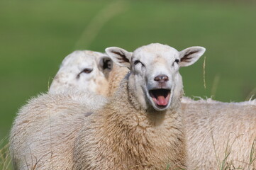 Laughing sheep. Domestic sheep portrait with open mouth on the pasture. Funny animal photo. Small...