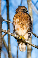 Red-shouldered hawk perched on a limb