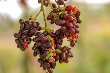 Herb fruit of Lepisanthes rubiginosa tree