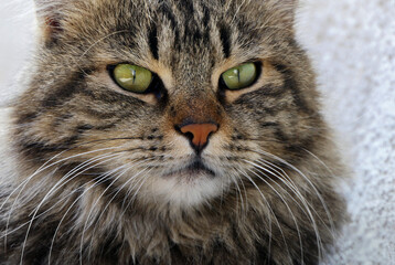 Naklejka na ściany i meble close-up portrait of a stray cat