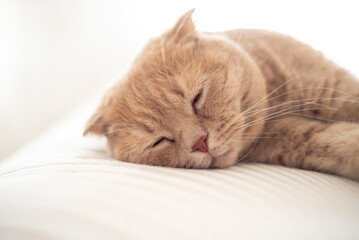 A cat sleeps on a bed with its paw on the end of its paw.