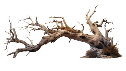 Dead tree for illustration for Halloween or horror movie or environmental event on transparent background PNG.