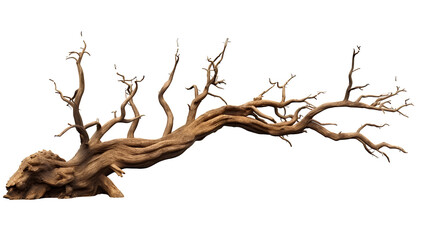 Dead tree for illustration for Halloween or horror movie or environmental event on transparent background PNG.