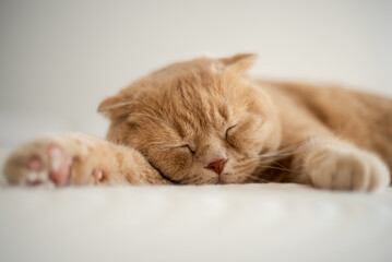 A cat sleeps on a bed with its paw on the end of its paw.