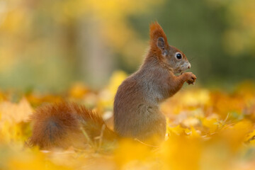 The red squirrel or Eurasian red squirrel (Sciurus vulgaris)