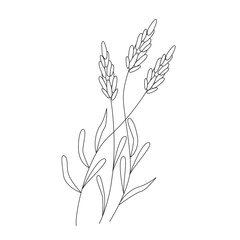 Lavender flowering plant in modern line style.  Medical herb vector Illustration on white background.