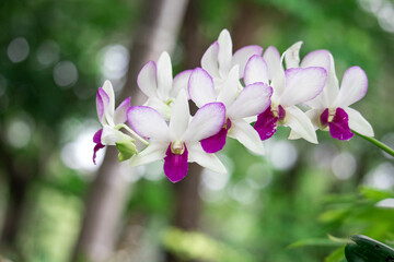 White Denerobium Orchids (Dendrobium Hybrid) in tropical garden. - obrazy, fototapety, plakaty