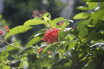 wild strawberry in the garden