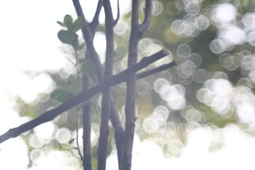 branches of a tree in winter