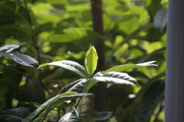 butterfly on a branch