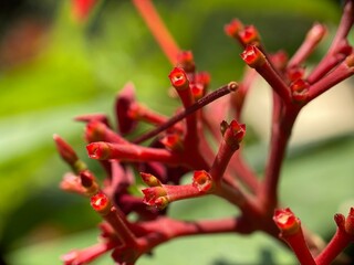 close up of a red flower