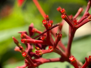 close up of red flower