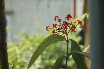 flower in the window