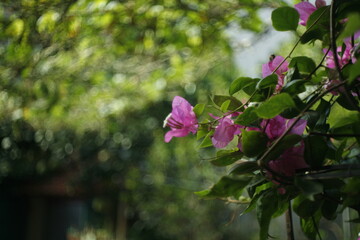 pink flowers in the garden