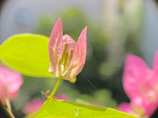 pink flower in the garden