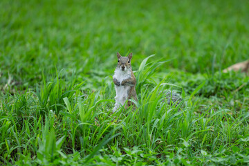 squirrel in the meadow © Wells