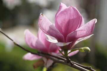 Two purple magnolia flowers grow on the same branch.