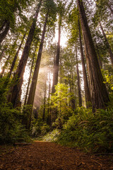 California's Redwood National Park
