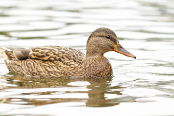 Wild ducks swim in a living nature on the river.