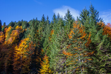 Herbstfarben im Fichtenwald - 669234196